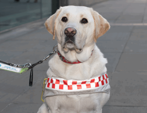 Our 6 Top Tips to Being Guide Dog Aware and Friendly