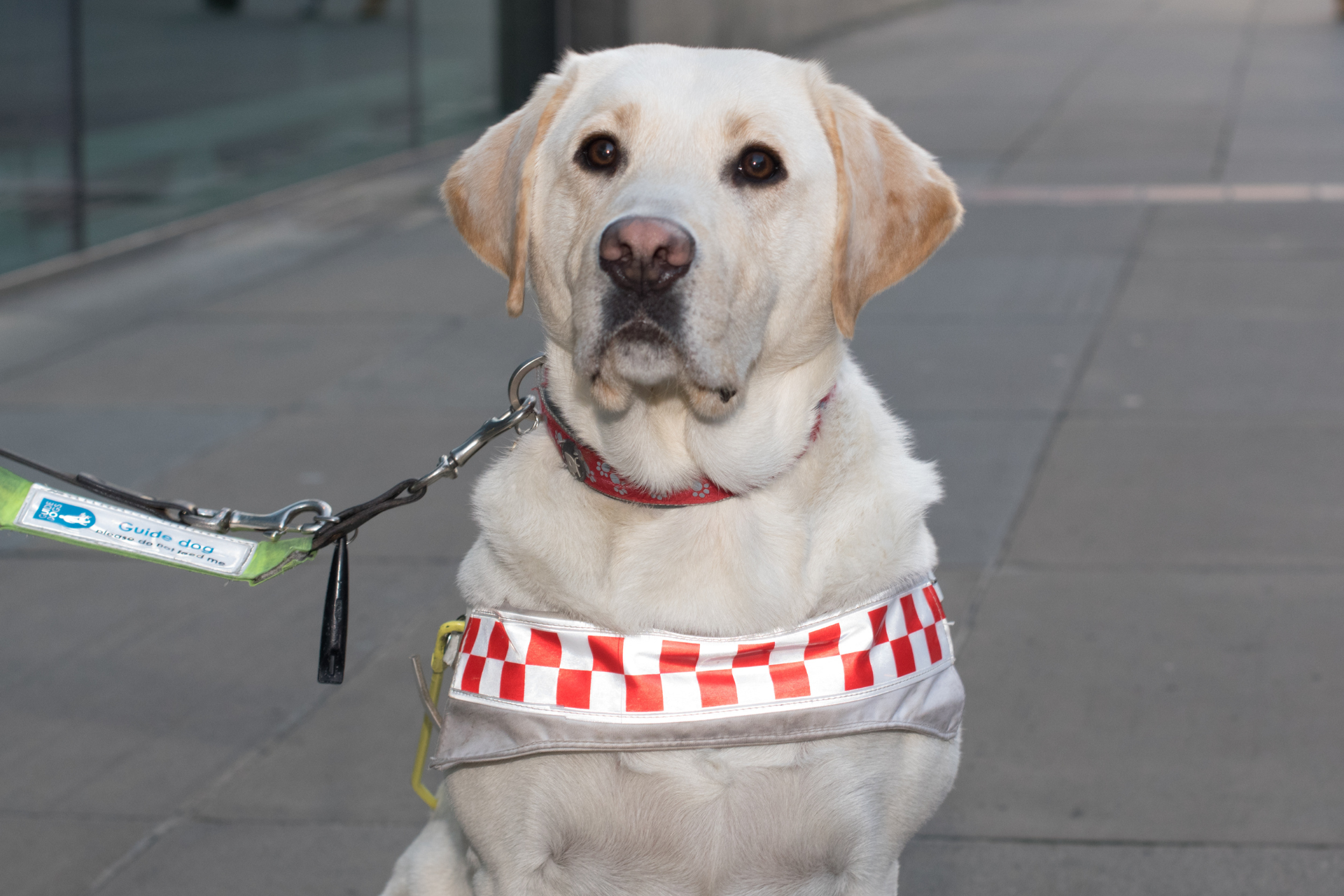 A gorgeous sandy coloured guide dog staring at the camera while wearing a harness like a good boy