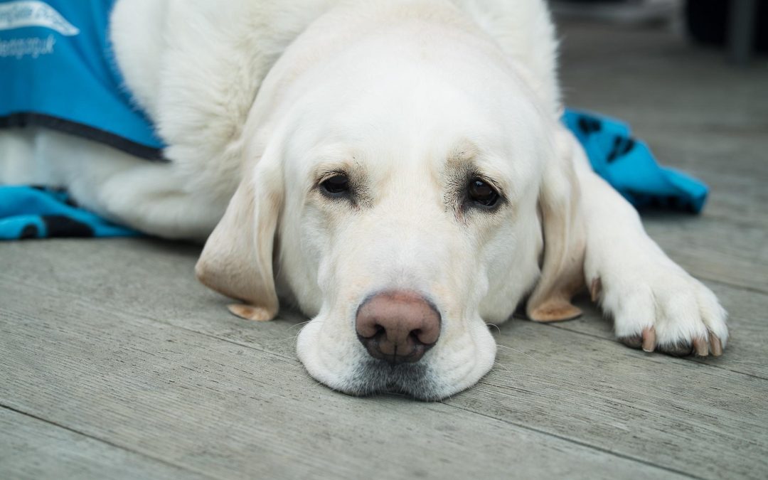 Our 6 Top Tips to Being Guide Dog Aware and Friendly